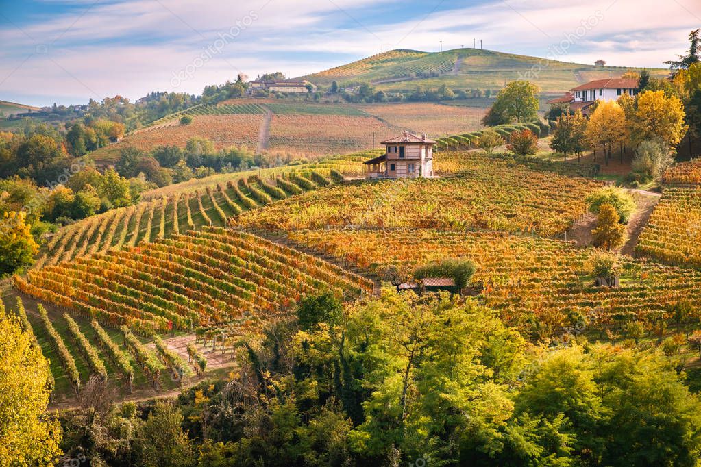 Weinberge im Piemont bei Nebel