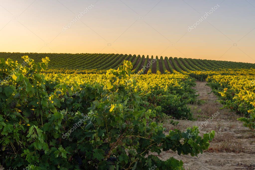 Weinberge in Rioja bei Sonnenuntergang