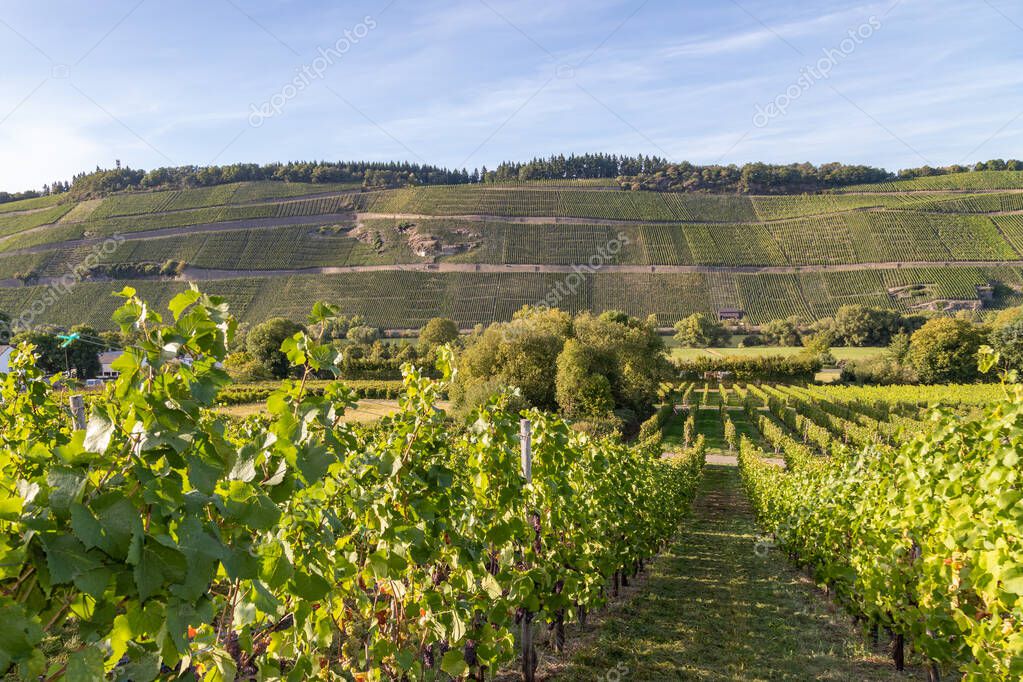 Steillagen an der Mosel mit Flussblick