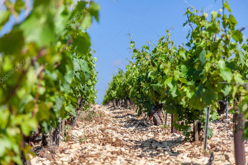 Rebzeilen im Burgund